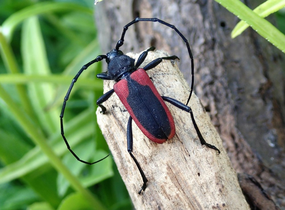 Жук усач Келера