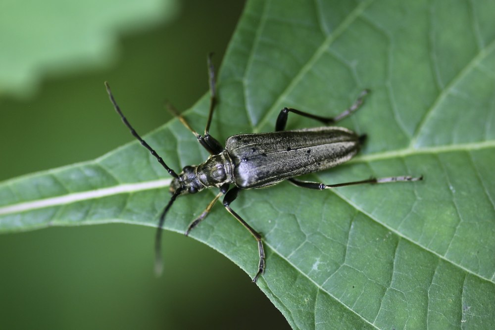 Stenocorus Meridianus (Linnaeus, 1758)