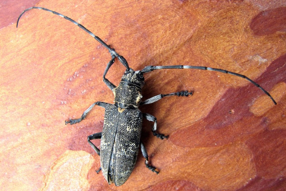 Жук усач Acanthocinus aedilis