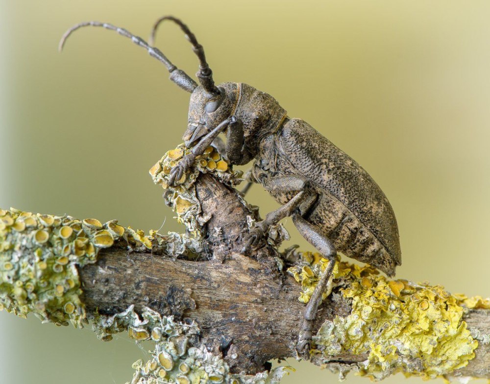 Ивовый усач прутоед