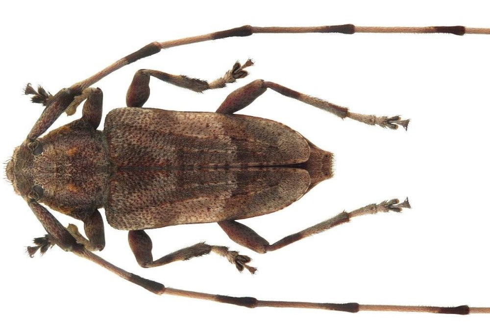 Серый длинноусый дровосек