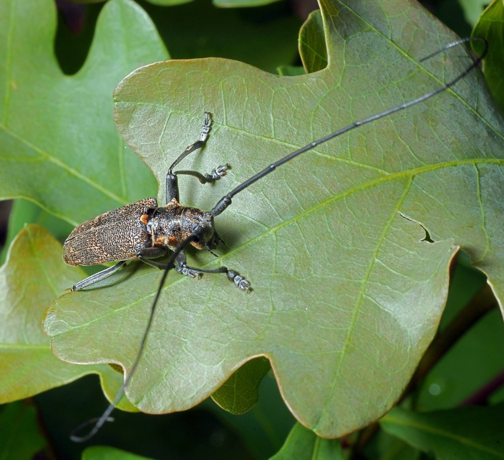 Жук усач серый длинноусый