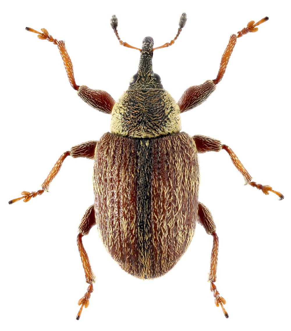 Определитель Жуков-Долгоносиков