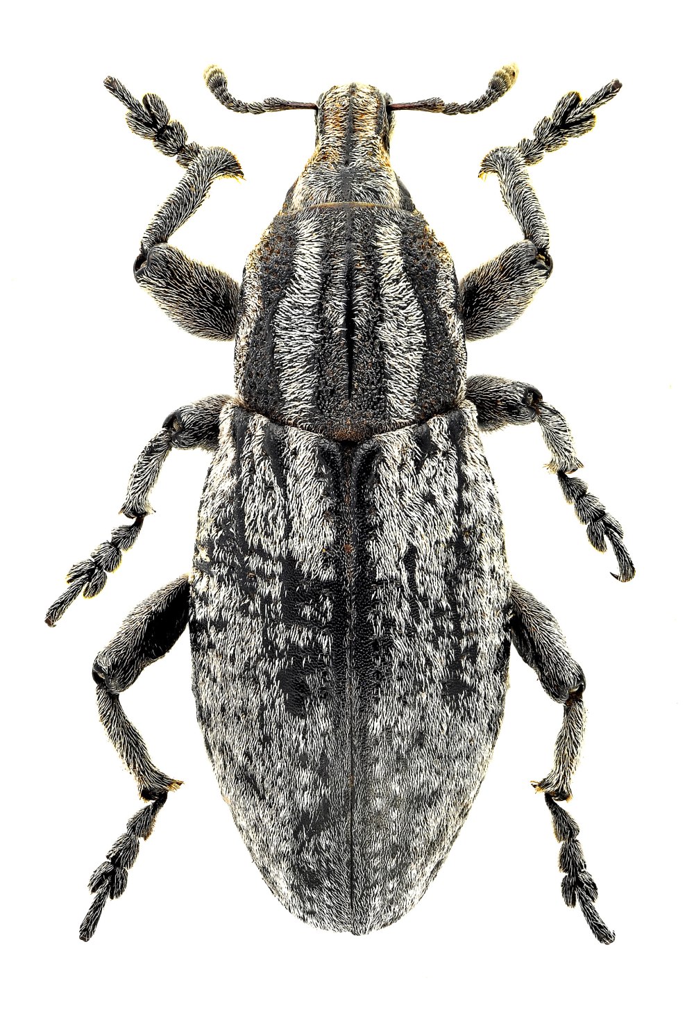 Пятиточечный долгоносик