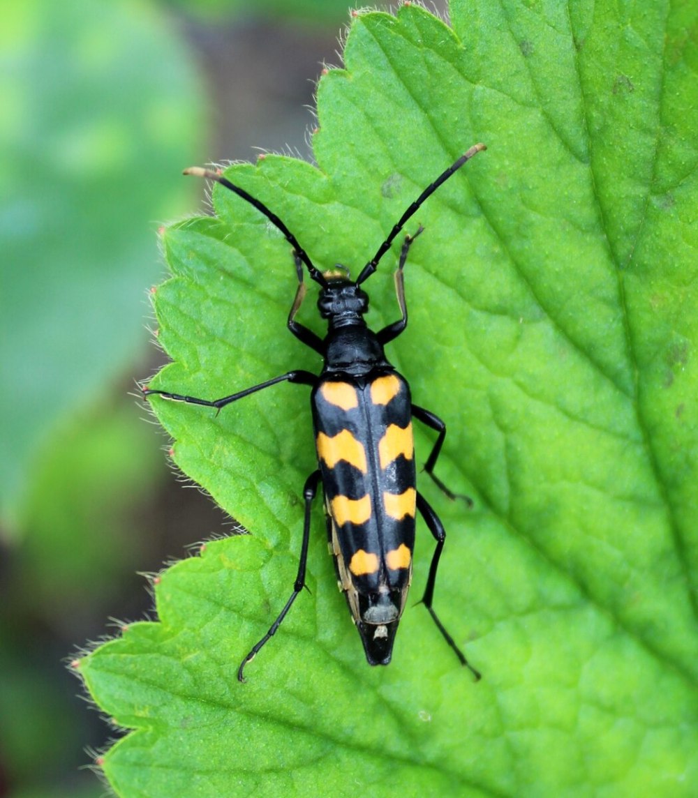 Странгалия четырехполосая