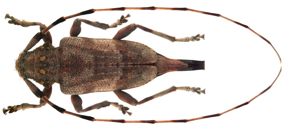 Жук усач длинноусый