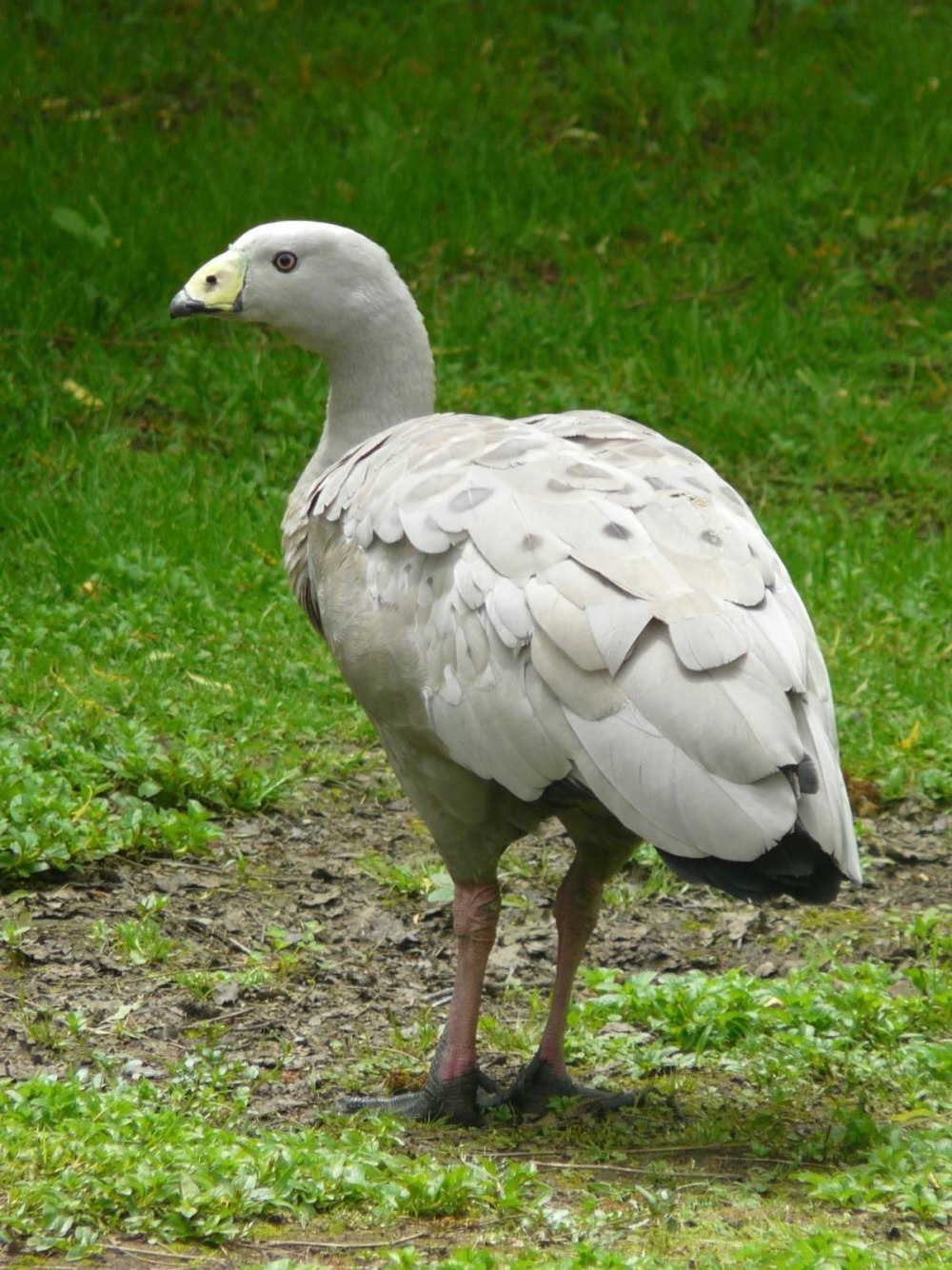 Cape barren Goose