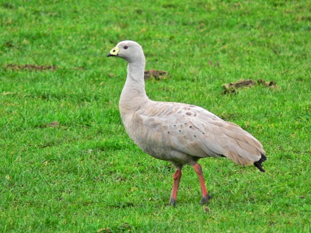 Cape barren Goose