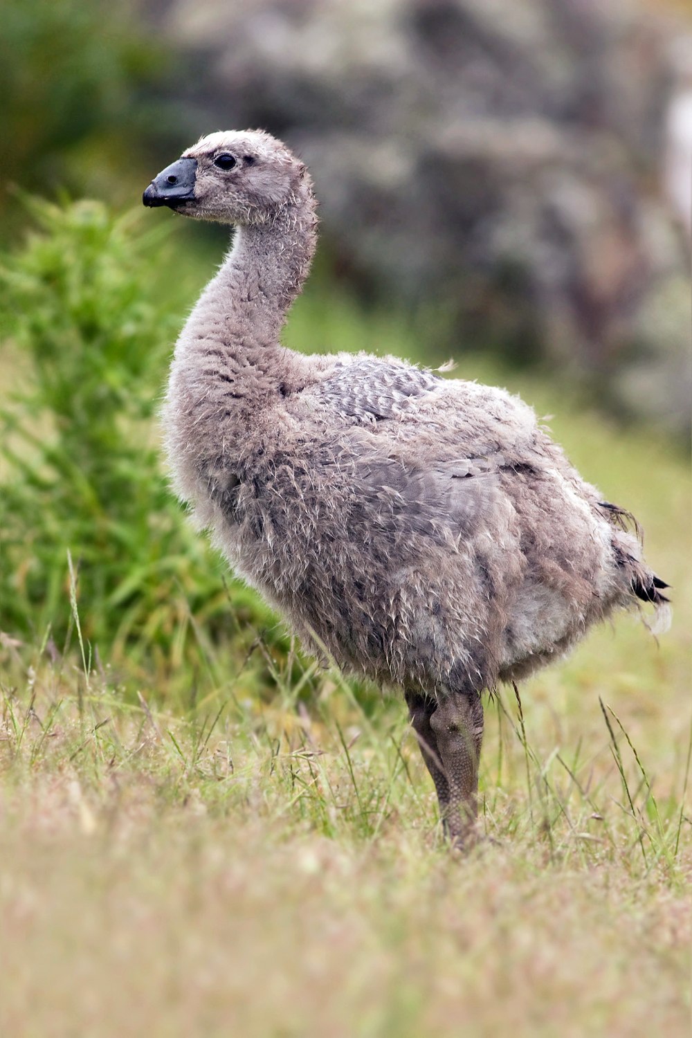 Cape barren Goose