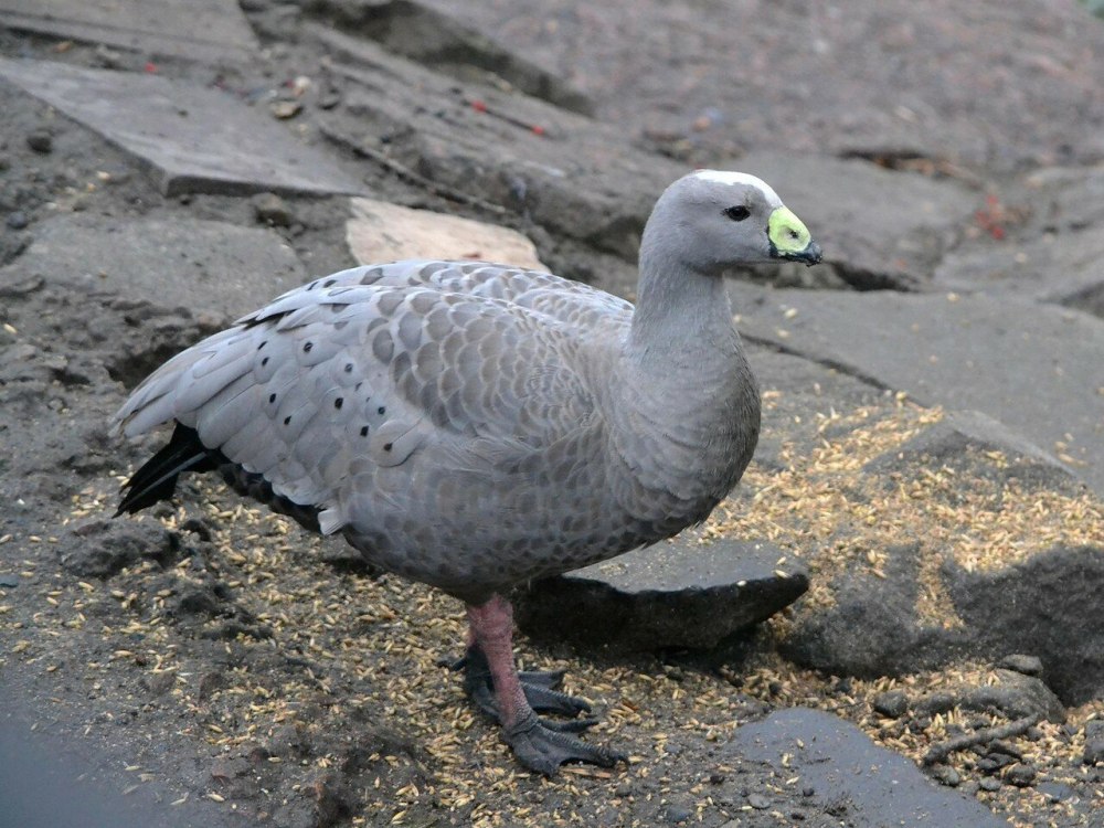 Cereopsis novaehollandiae
