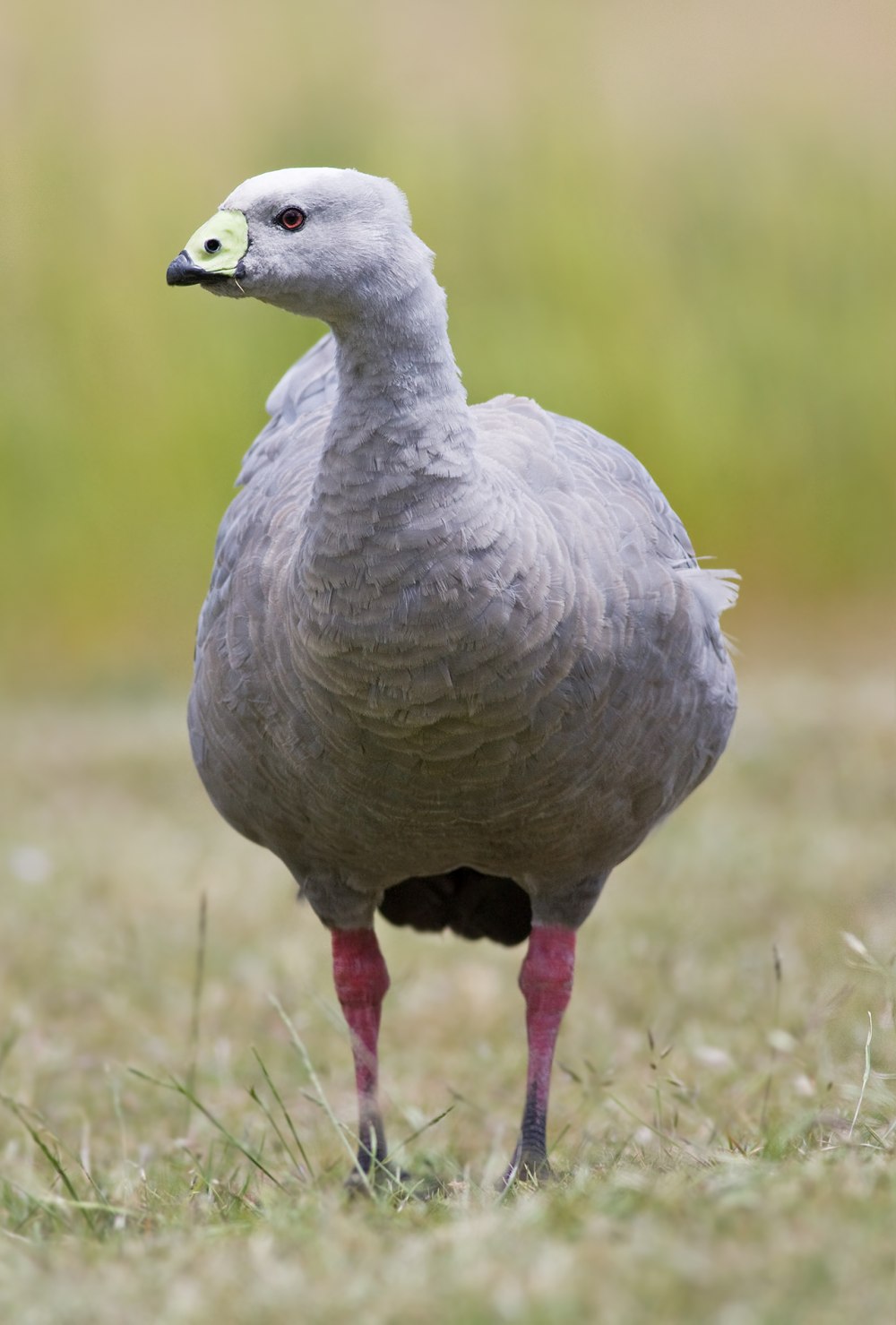 Cereopsis гуси
