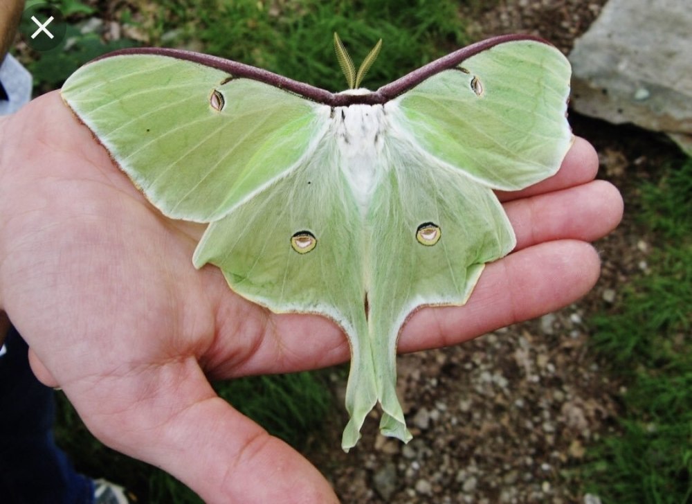 Бабочка Павлиноглазка FHN