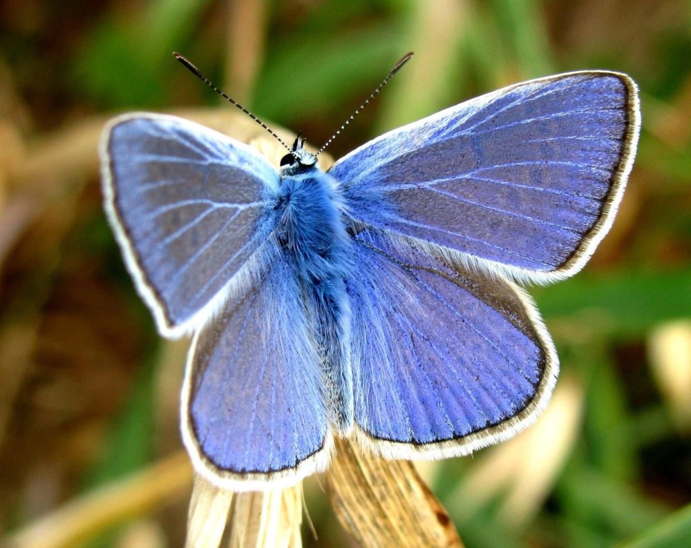 Голубянки чешуекрылые