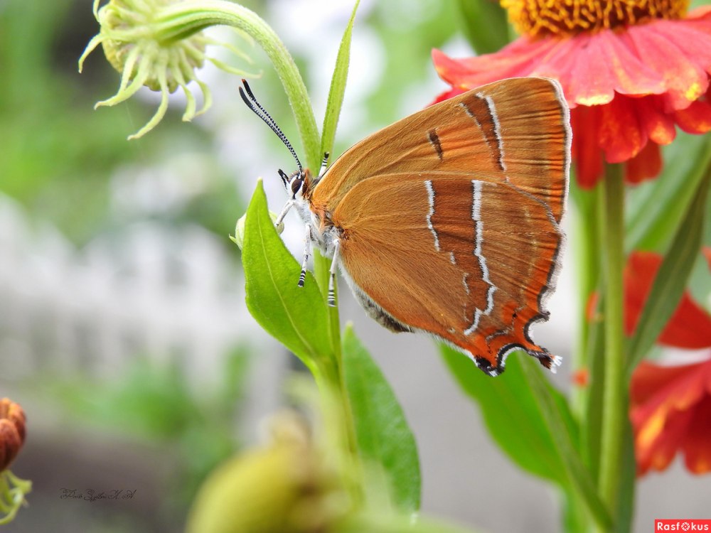 Зефир березовый бабочка