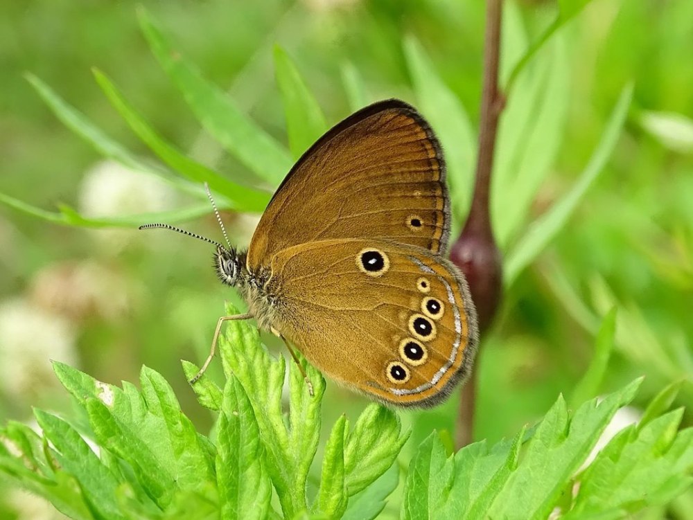 Краеглазка Эгерия бабочка
