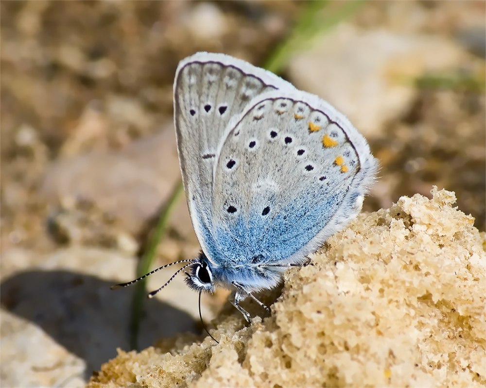 Голубянка Ореас бабочка