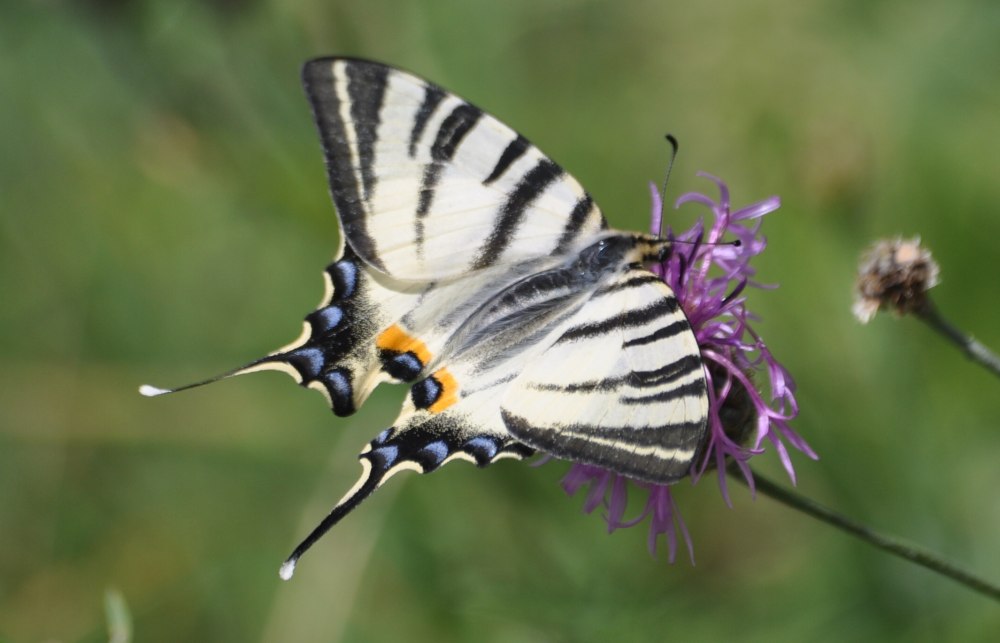 Бабочки Кубани