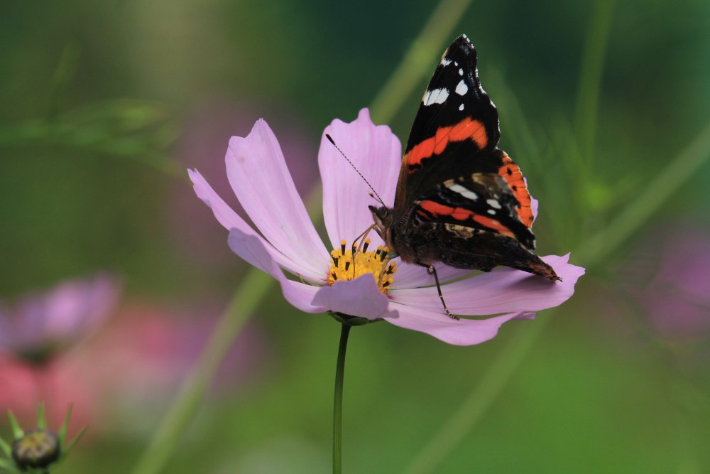 Бабочки в природе
