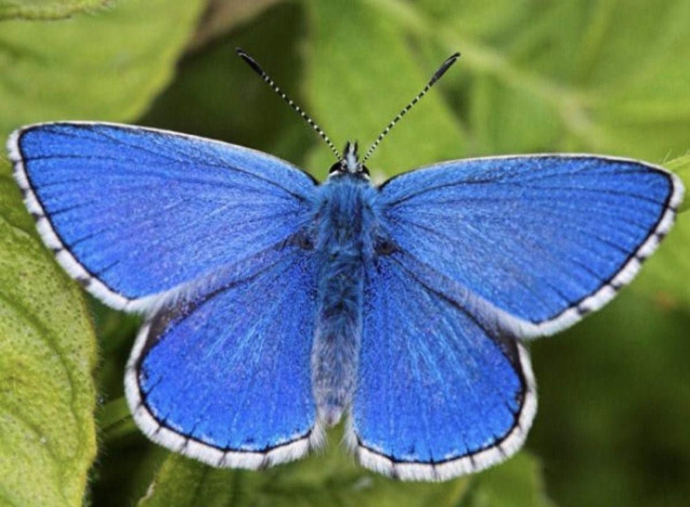 Блю Баттерфляй бабочки