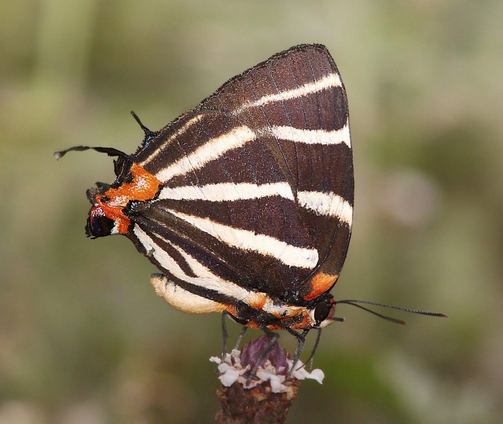Чешуекрылые Кайя самец