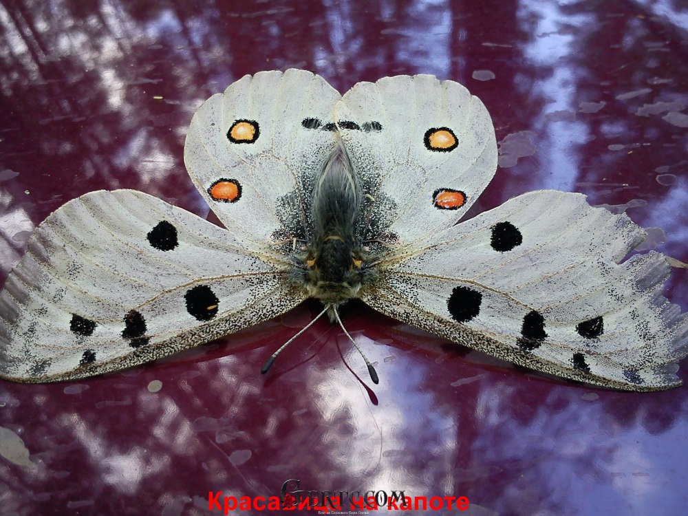 Бабочки в Сосновом лесу