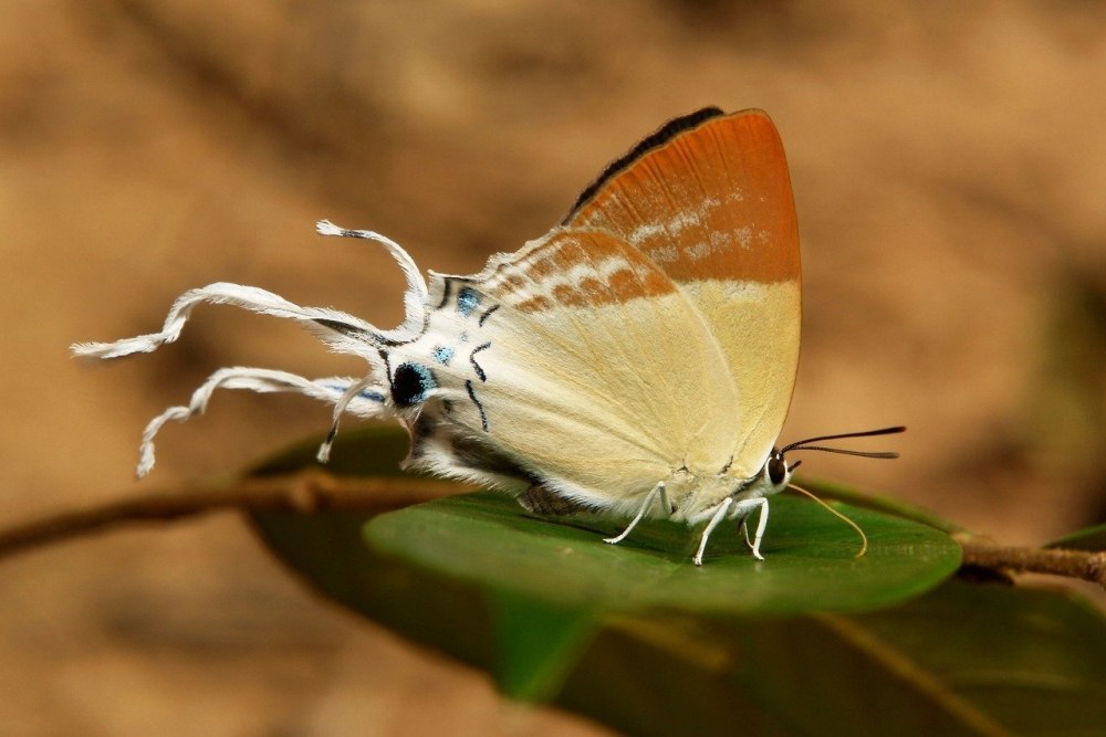 Хвостатка Королевская