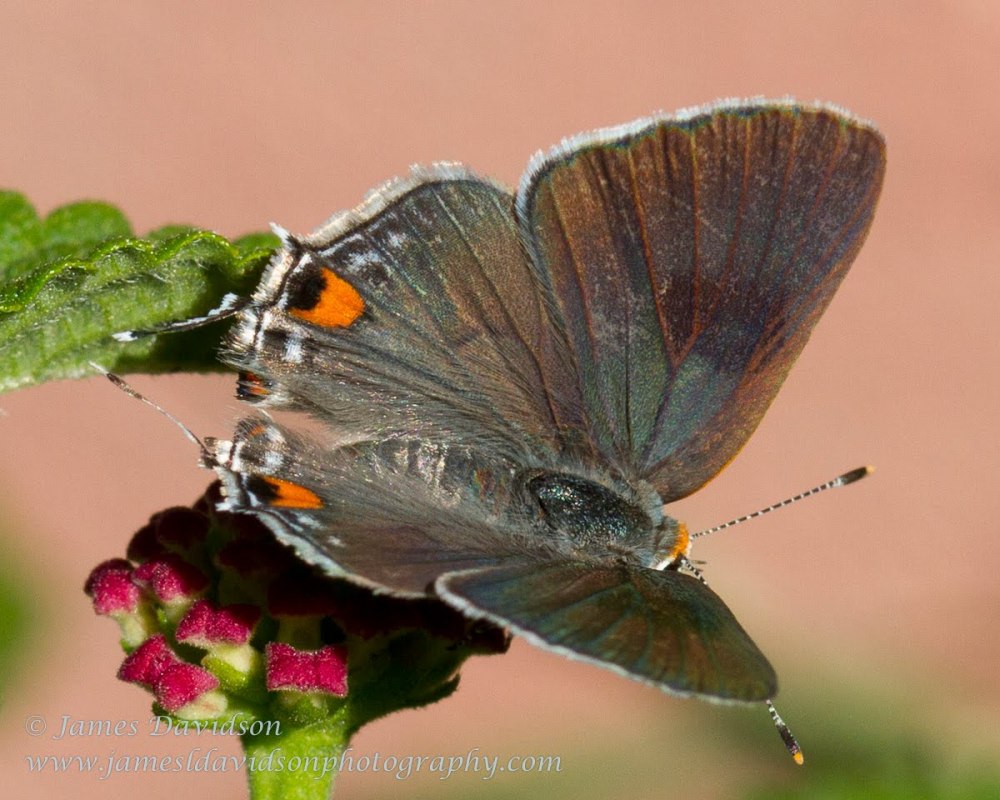 Зефир березовый бабочка