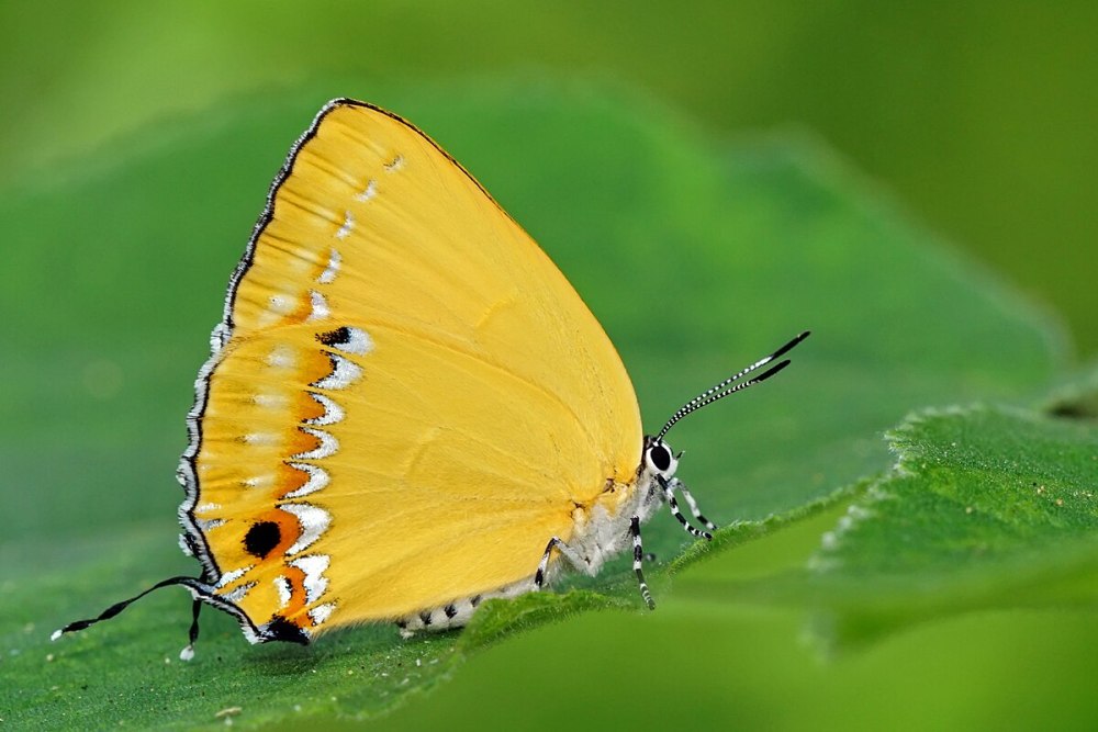 Sphagniana Ussuriana