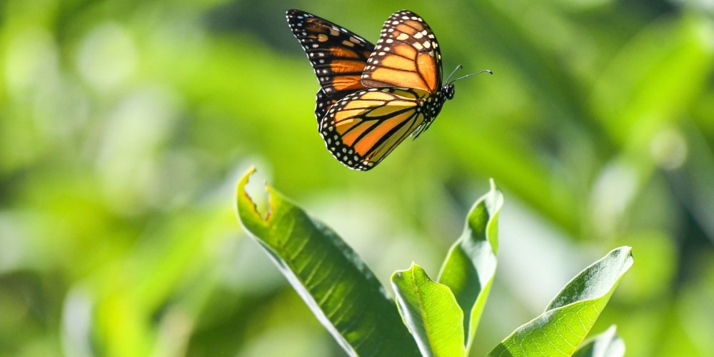 Бабочка Монарх розовая