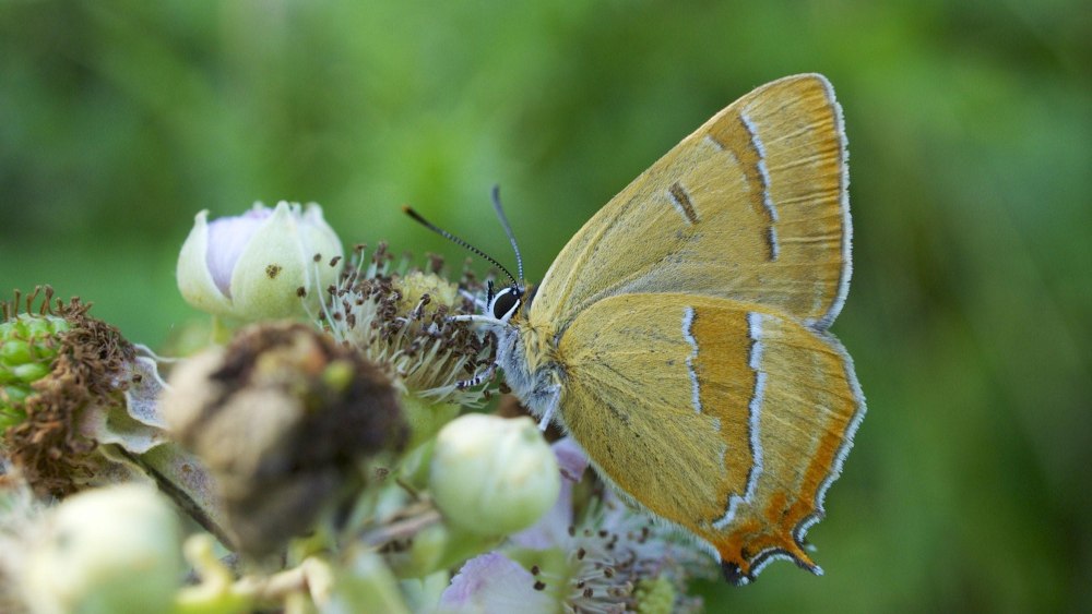 Тянь-Шанский бабочки