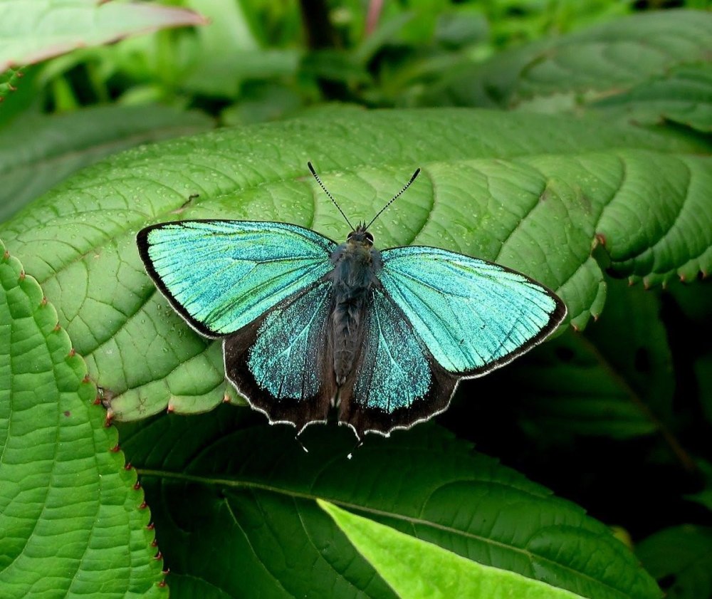 Изумрудный Махаон бабочка