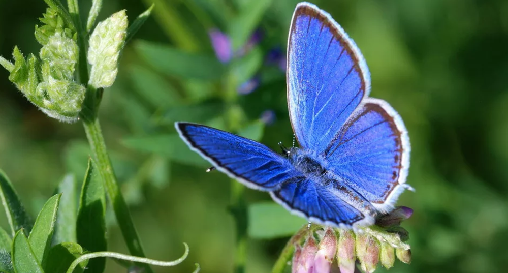 Голубянка аргали бабочка