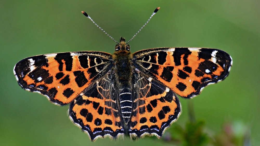 Красно-пятнистый фиолетовый Адмирал бабочка