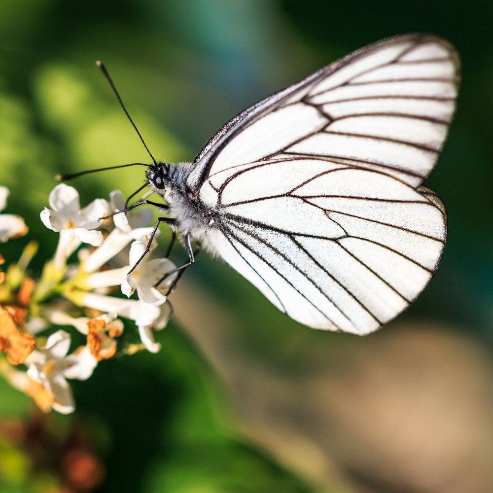 Бабочка Белянка капустница