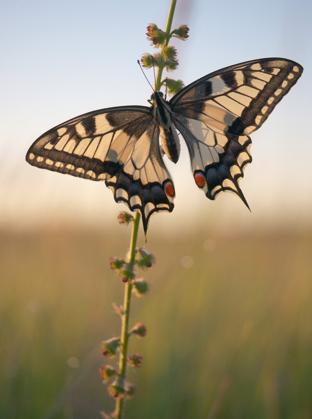 Махаон (бабочка)