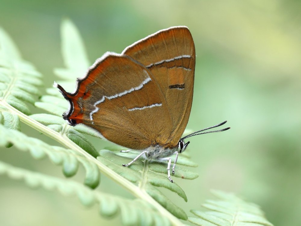 Зефир березовый бабочка