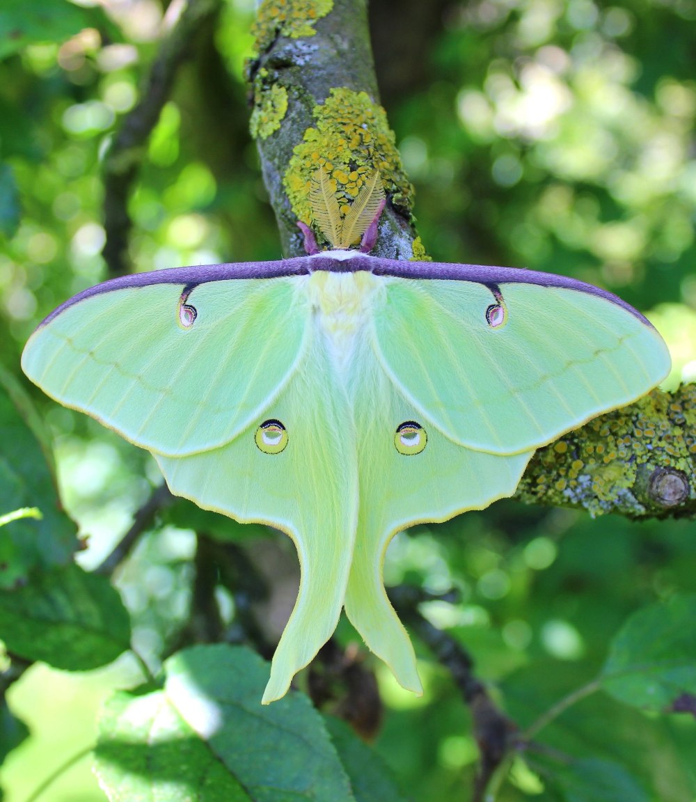 Мадагаскарская Комета бабочка