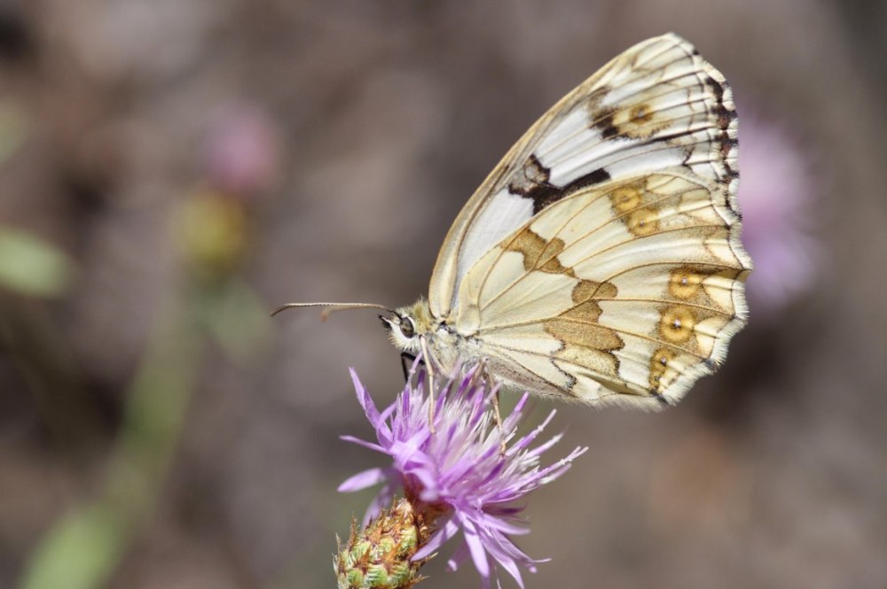 Бабочки-зефиры Хабаровска