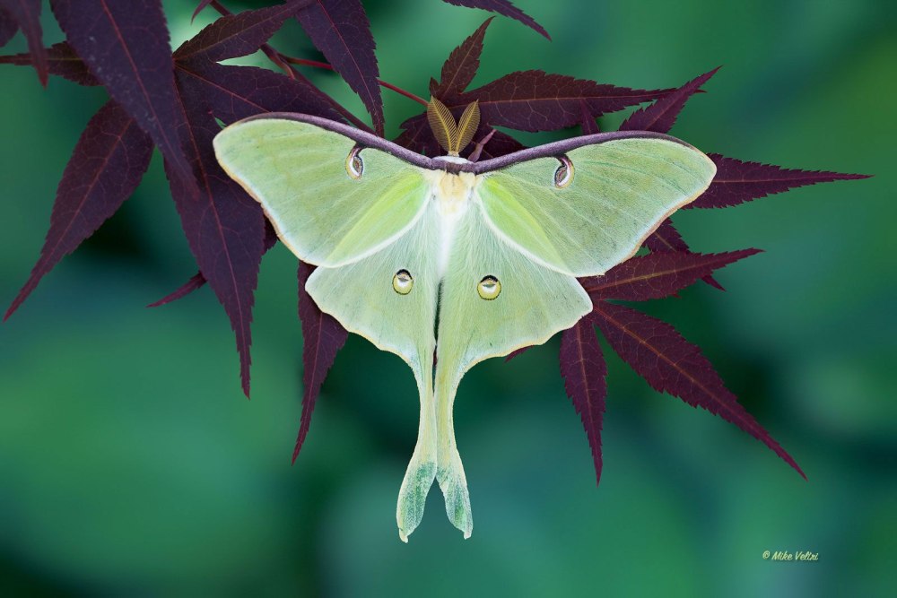 Бабочка Павлиноглазка Сатурния Артемида
