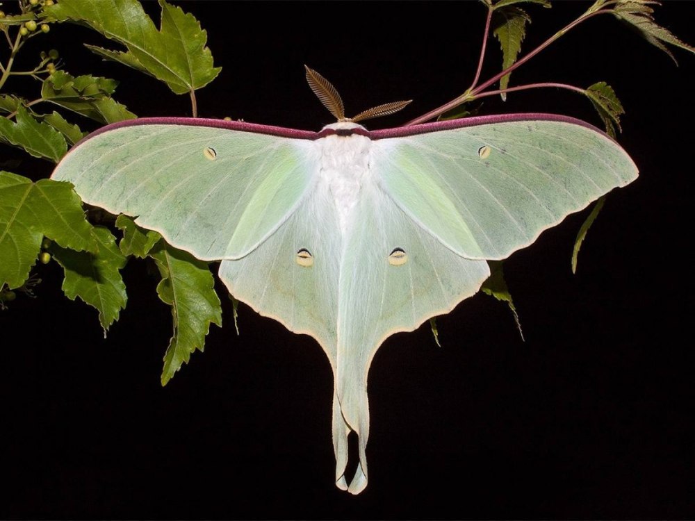 Бабочка Павлиноглазка Сатурния Артемида