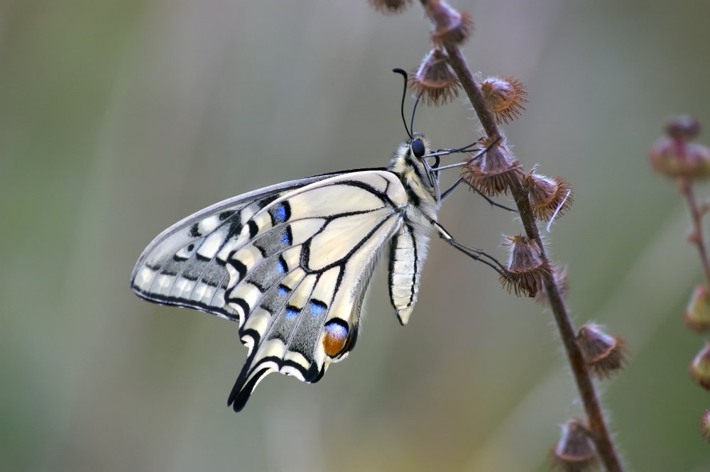 Бабочка Папилио Махаон