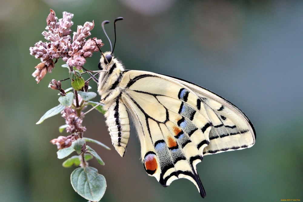 Махаон альбинос