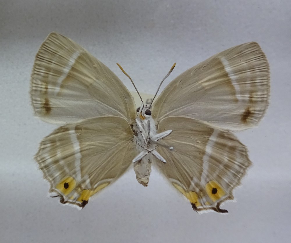 Бабочка зефир Ультрамариновый