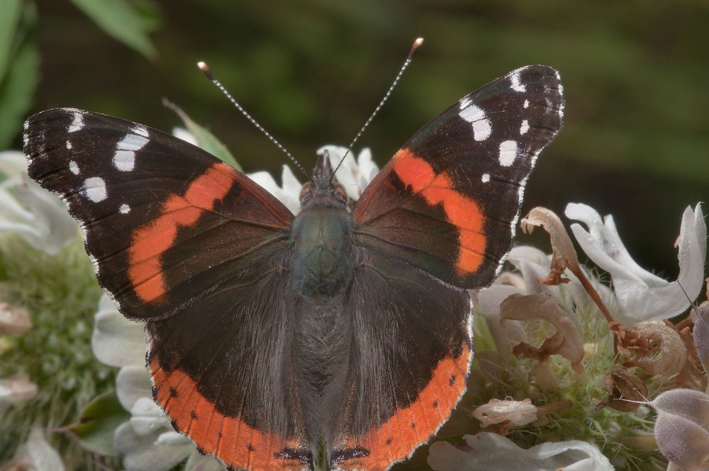 Черный Кардинал бабочка