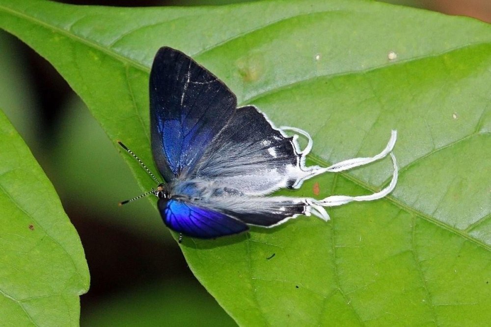 Hypolycaena antifaunus