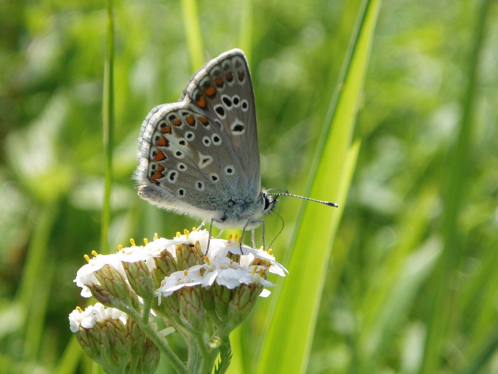 Голубянка Филипьева