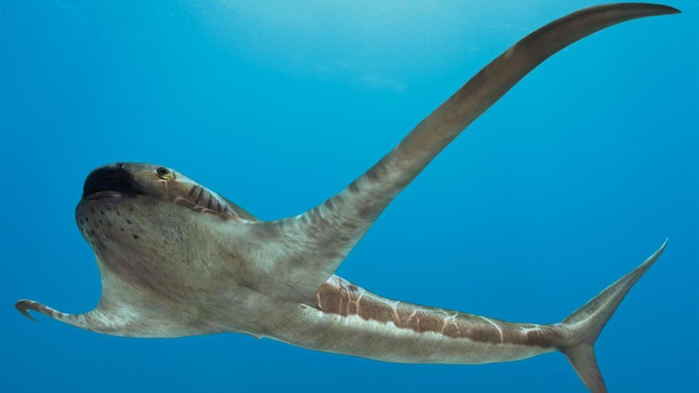 Aquilolamna milarcae