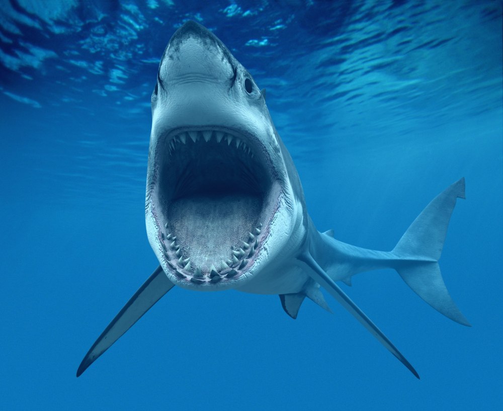 Большая белая акула (Carcharodon carcharias)