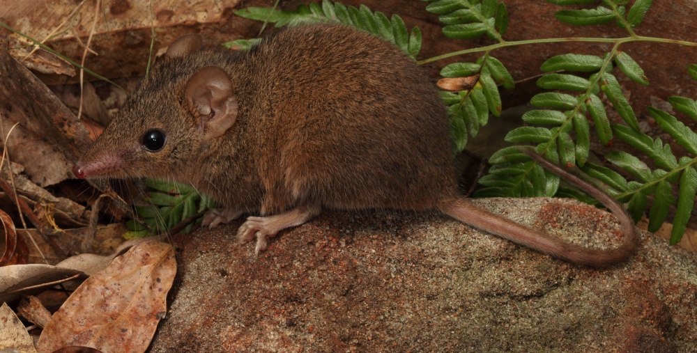 Antechinus stuartii