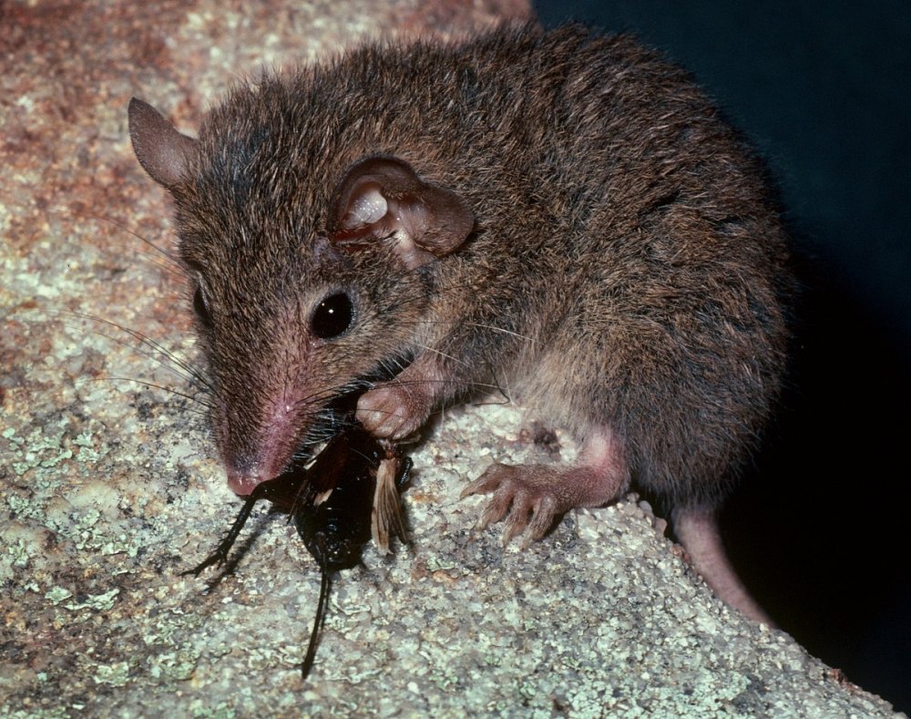 Antechinus stuartii